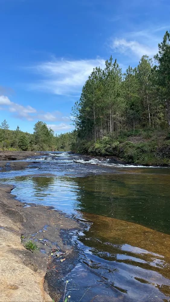 Rio raso sobre laje de pedra, pinheiros na margem e céu azul