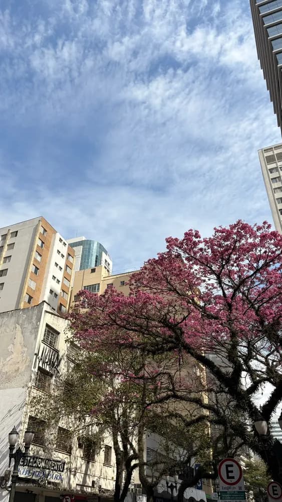 Árvore de flores rosas entre prédios, céu azul com nuvens leves