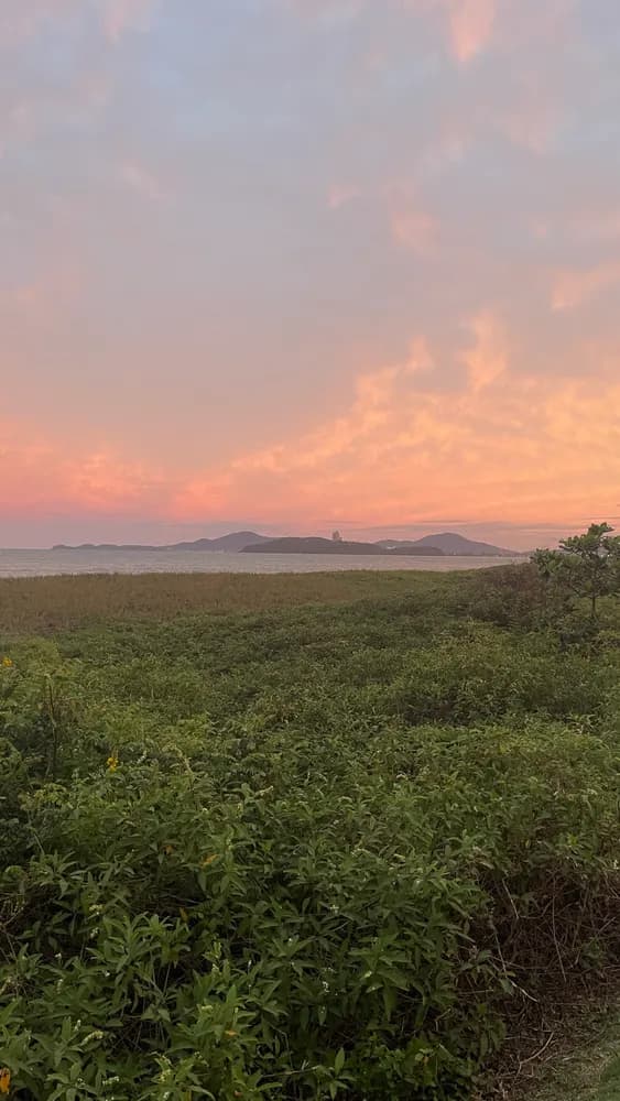 Vegetação rasteira à beira-mar com céu rosa no pôr do sol e ilhas ao fundo